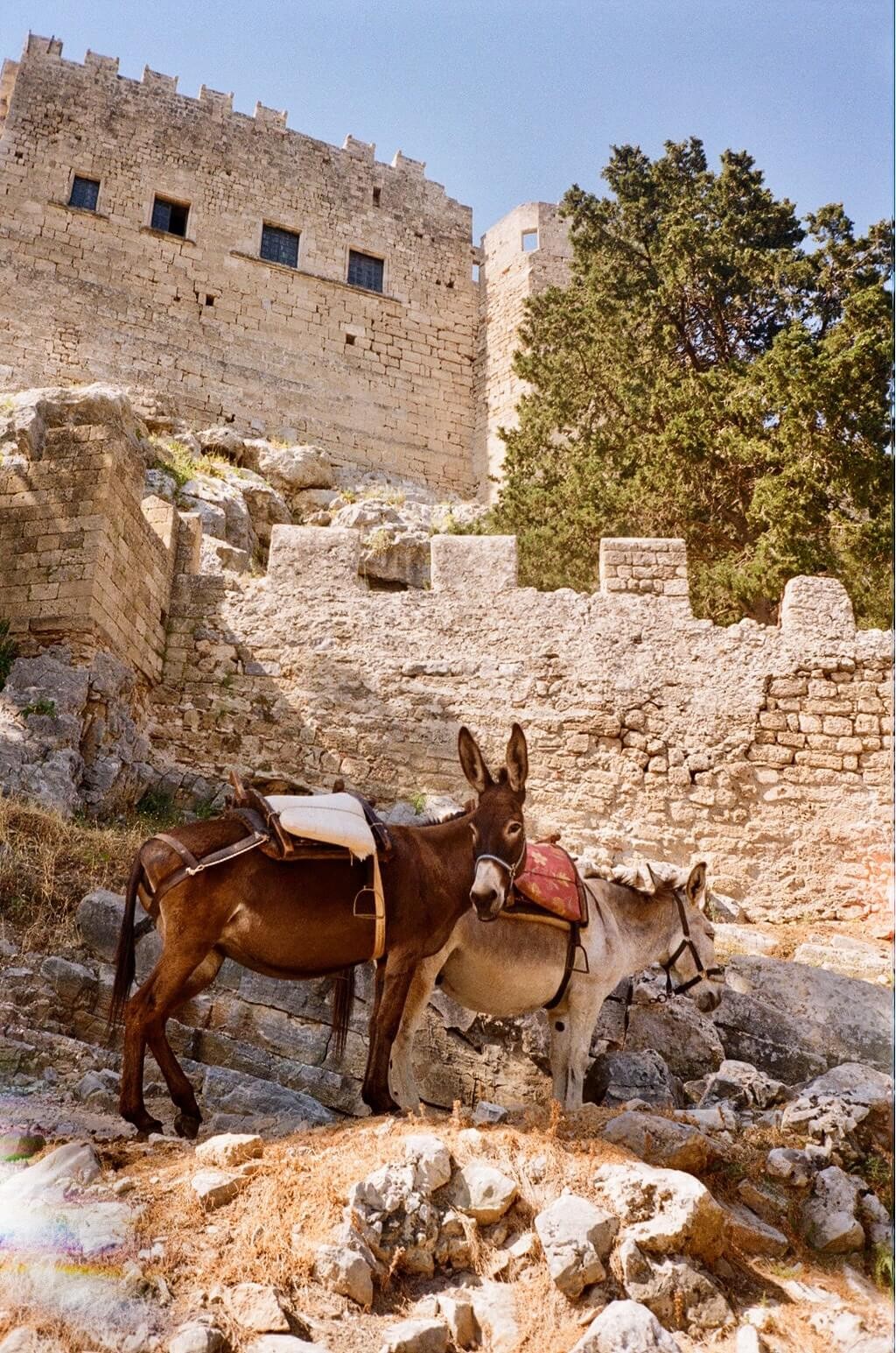 A brown donkey and a white donkey stood on rocky ground at the entrance to Lindos Acropolis.