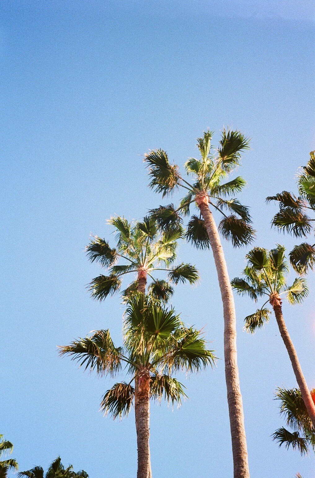 Film photo of palm trees against blue sky.